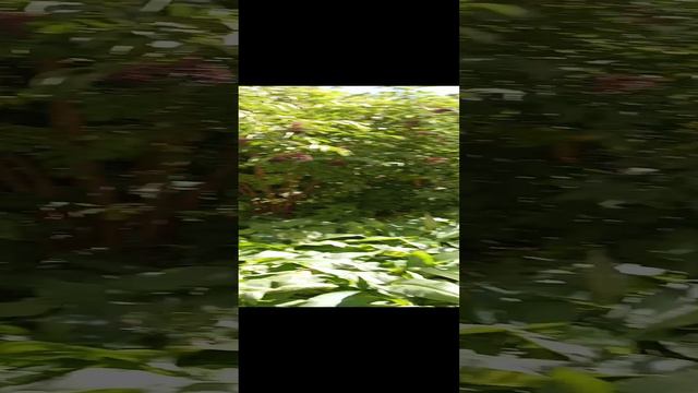 новый член команды смотреть онлайн