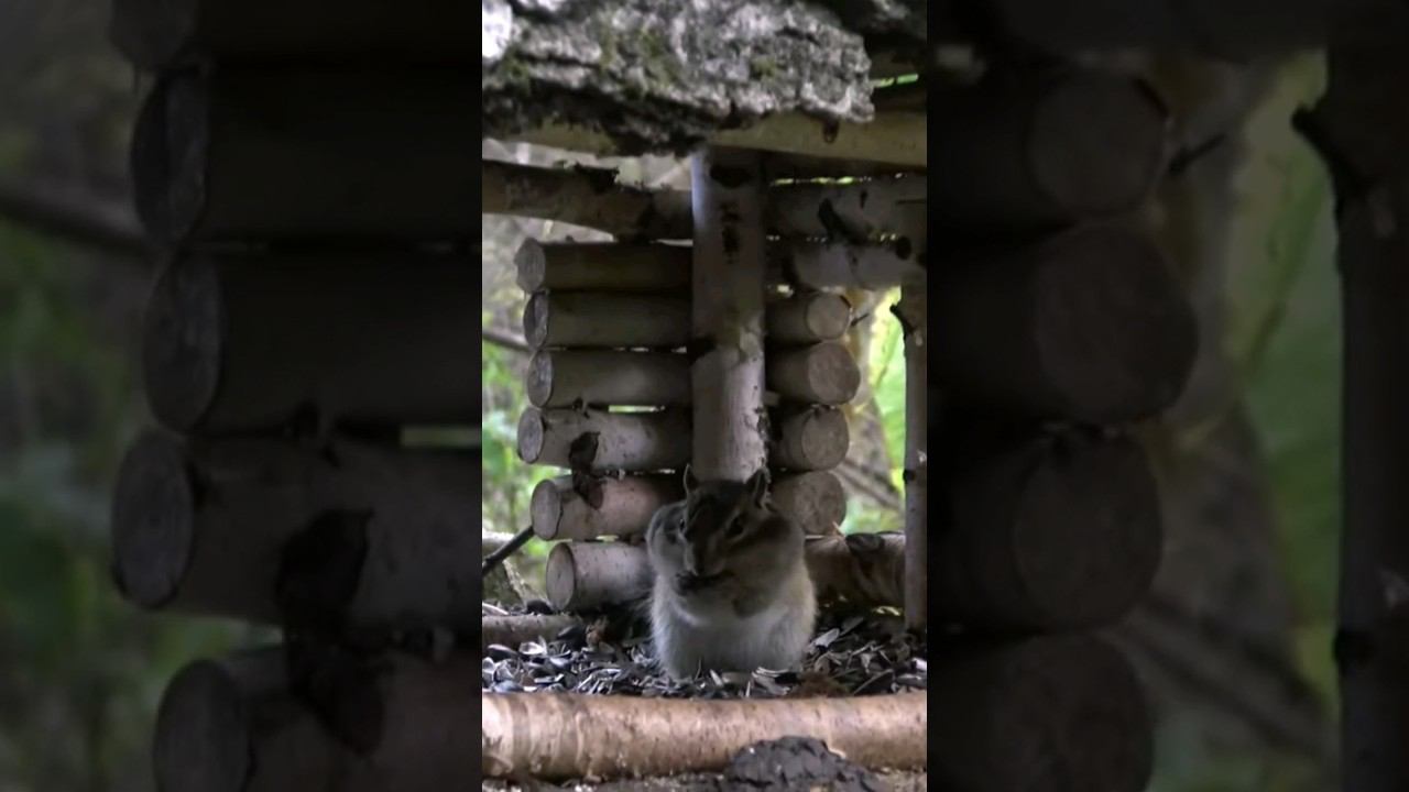 Хомячок-бурундучок #столбы смотреть онлайн