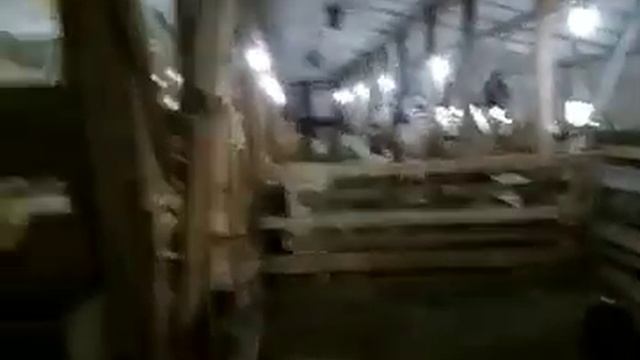 Козья ферма. Козлята.. Няня для козлят. Устройство фермы для коз. смотреть онлайн