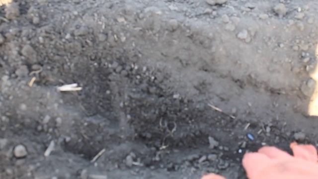 Гибридизация подсолнечника: посевная смотреть онлайн