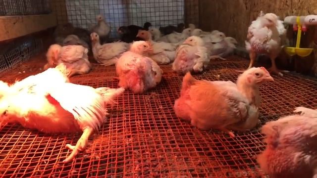 Обзор моей рассады на начало мая. Юлия Миняева. смотреть онлайн