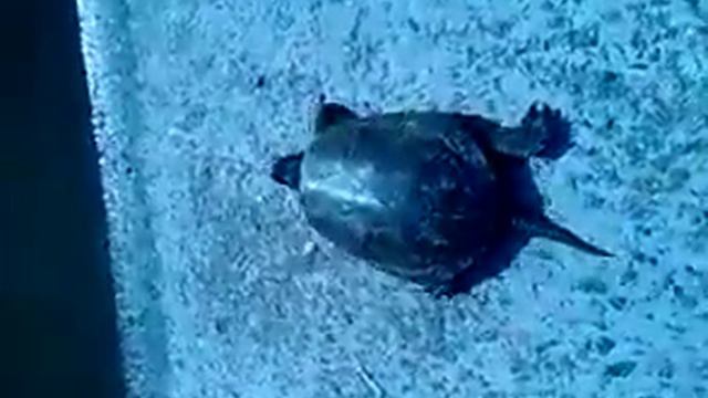 Очень быстрая черепаха смотреть онлайн