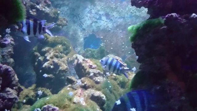 Абудефдуф шестиполосый. смотреть онлайн