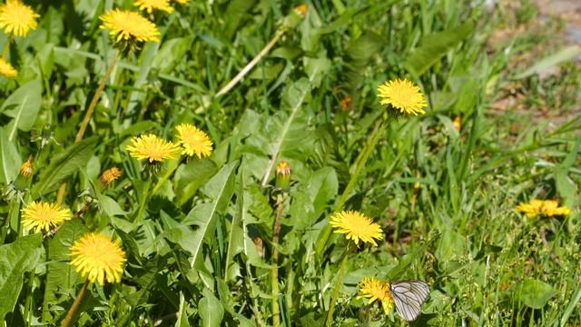 Красивая мелодия Ханга для йоги и отдыха. Beautiful Hanga melody for yoga and relaxation смотреть онлайн