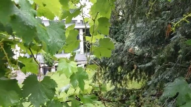 Швейцарские сады Райские кущи № 105 Прогулка в саду под дождём смотреть онлайн