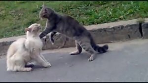 Коты Дерутся, Подборка Кошачих драк - Разборки Уличных Котов