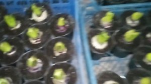 Геоцинты, крокусы на 8марта