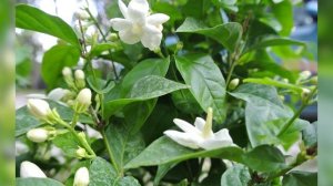 Жасмин комнатный цветок - выращиваем в домашних условиях