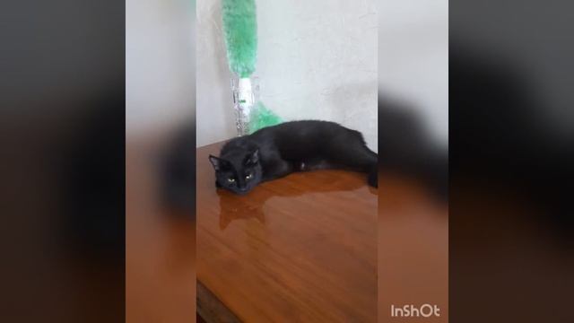 Бомбейская кошка с котенком. смотреть онлайн