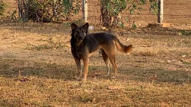Street Dogs Breeding - Village Mating Barking - Street Dog Asia смотреть онлайн