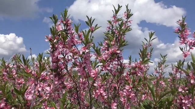 Центрально Черноземный заповедник смотреть онлайн