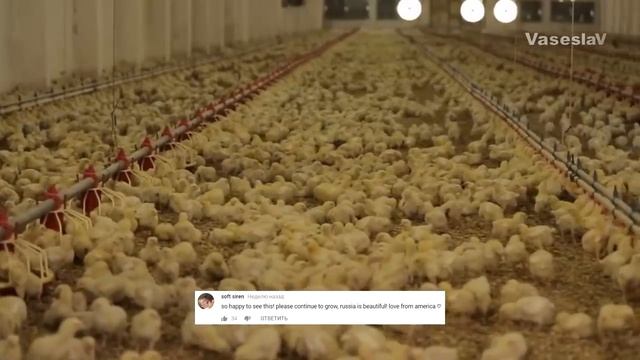 СЕЛЬСКОЕ ХОЗЯЙСТВО НАЗЛО САНКЦИЯМ - Комментарии иностранцев