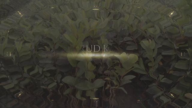 GUAVA PLANT IMRAN NURSERY HAS MANY BIG GARDENS || ALL KINDS OF TREES AVAILABLE  ..MOB.NO-9832451076