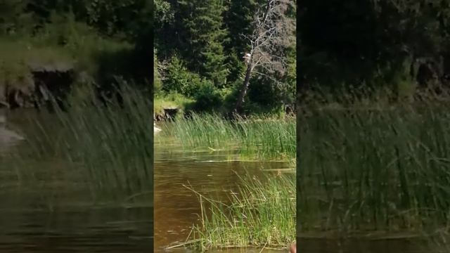 Тасеево купаемся на усолке психи смотреть онлайн