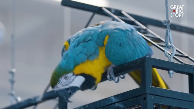 The Parrot Whisperer Can Fix Your Bird Woes смотреть онлайн