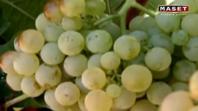 4 - El Ciclo biológico de la vid смотреть онлайн