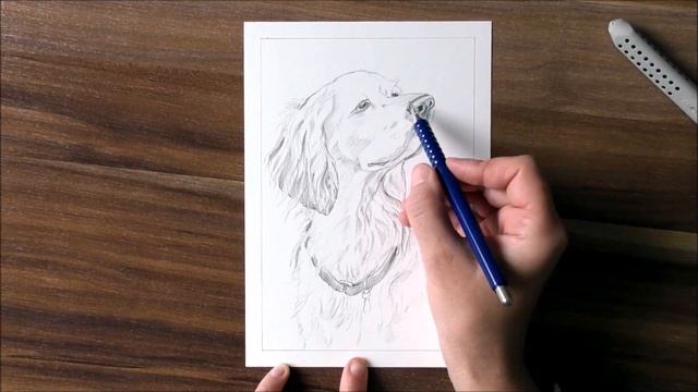 Рисунок собаки карандашом. Лабрадор. / Bleistiftzeichnung - Hund. Labrador. смотреть онлайн