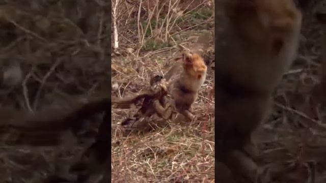 Охота сокола на зайца. Чем она закончилась, мы не знаем: могло повезти кому угодно. Но сама смотреть онлайн