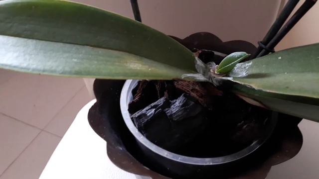 домашнее цветение,уценка борьба с сухой гнилью. смотреть онлайн