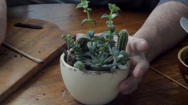 Mini Garden Succulent (мини-сад из суккулентов) смотреть онлайн