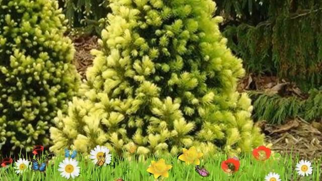 Ель канадская Рейнбоуз Енд ? Обзор: посадка и уход. саженцы ели Рейнбоуз Енд: описание и особенност смотреть онлайн