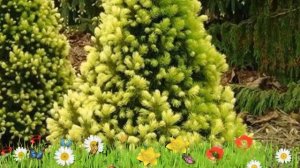 Ель канадская Рейнбоуз Енд ? Обзор: посадка и уход. саженцы ели Рейнбоуз Енд: описание и особенност