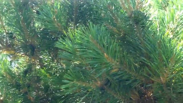 TEST VIDEO SAMSUNG HMX-W300 WATERPROOF FULL HD 1080p SAN LEANDRO,CAL смотреть онлайн