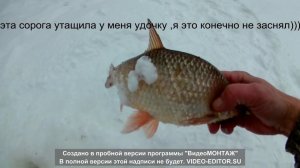 отличная рыбалка на ямале зимой. крупная сорога , язь,щука