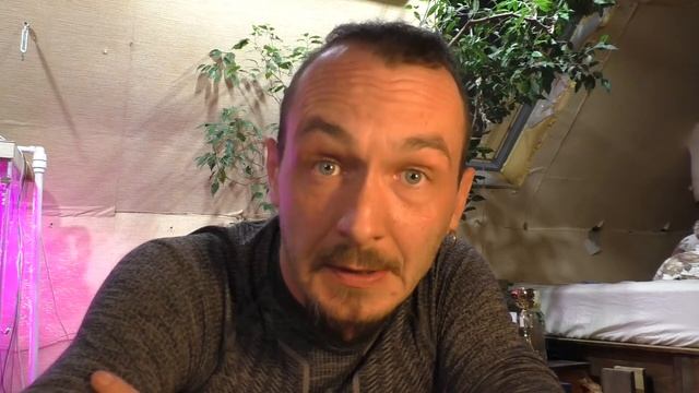 Пломбировка деревьев ч1. смотреть онлайн