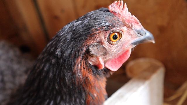 Broody Chicken hatching peeps смотреть онлайн