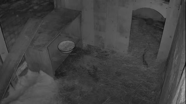 ХАСКИ - онлайн/Умная IP Camera Ezviz C3w Color Night Pro 4mp