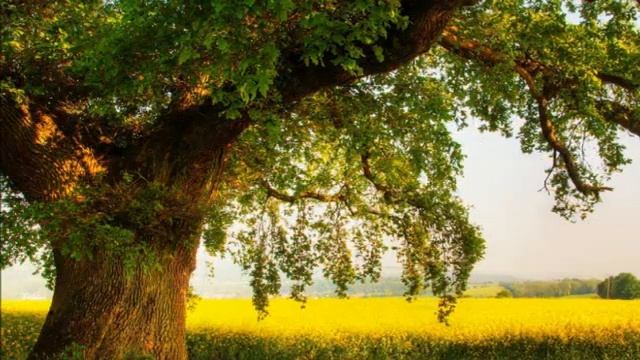 Переливание энергий. Практика - как вам сохранять баланс между вашим сознанием и вашим телом.