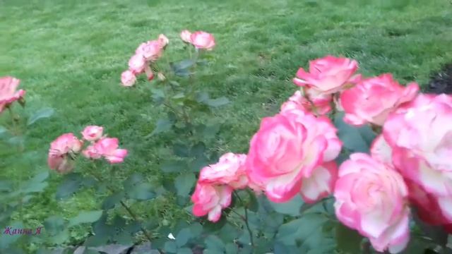 Юбилей Принца Монако- обзор розы смотреть онлайн