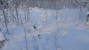 Охота  на лося с карело-финскими лайками!