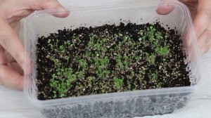 Мезембриантемум.  Посев семян на рассаду