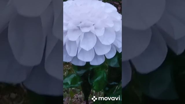 Помпонный георгин  из бутылок !