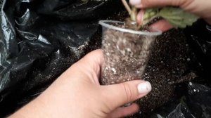 Бегонии беллеконии. Особенности.