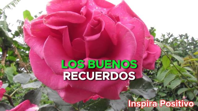 🎇FELIZ AÑO NUEVO 2024 Cuenta Regresiva🥂LINDO mensaje de Año Nuevo, Happy New Year смотреть онлайн