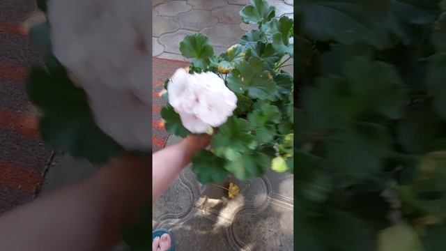 Вкусные рецепты с овощами и мясом