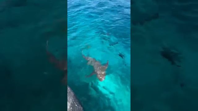 Акула внезапно появляется среди рыб//Shark suddenly appears among the fish смотреть онлайн