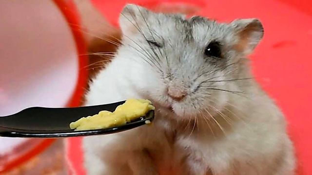 SCP 1616 - Грызлик | Scp Foundation Creations | Кетер