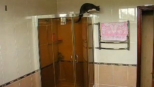 кошка выпрыгивает с душевой кабины смотреть онлайн