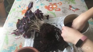 Кислица, бабочка ?, оксалис- пересадка в новый грунт