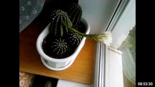 Как зацветает кактус Эхинопсис Эйриеза (Echinopsis Eyriesii) - увядание
