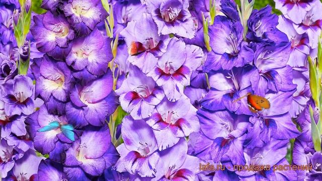 Гладиолус крупноцветковый Биг Герл (gladiolus) ? обзор: как сажать, луковицы гладиолуса Биг Герл смотреть онлайн