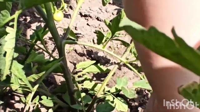 Моя рассада огурцов и помидоров удаление пасынков на помидорах полив огурцов !!!