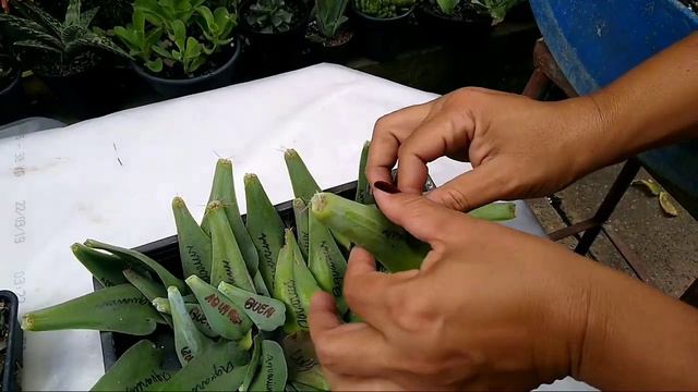 😱 DICAS INFALÍVEIS PARA TER UM BERÇÁRIO DE SUCESSO!!! / Jardim de Suculentas смотреть онлайн