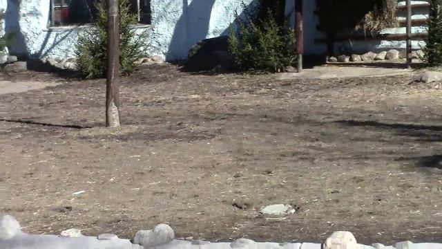 Ламы в Московском зоопарке / Llamas in the Moscow Zoo смотреть онлайн