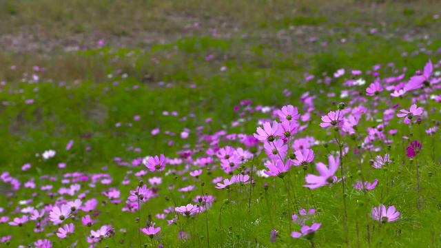 Природа. Поля. Деревья.