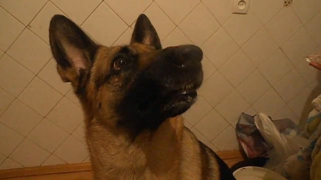 Перемена настроения у собаки / Change of mood in the dog смотреть онлайн